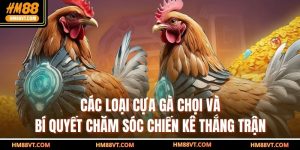 Các Loại Cựa Gà Chọi Và Bí Quyết Chăm Sóc Chiến Kê Thắng Trận